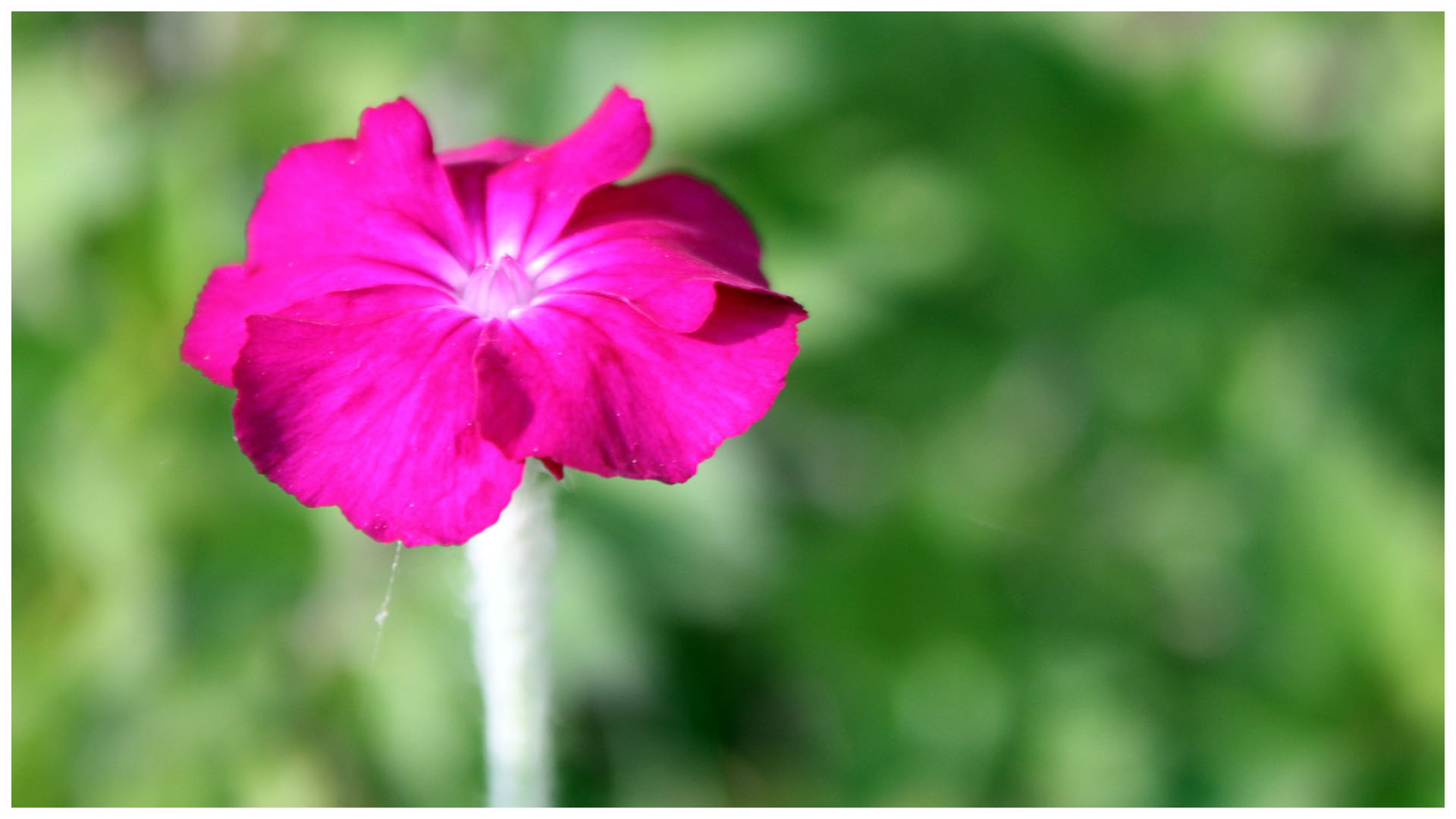 がんサバイバー クラブ 癒しの空間 がんサバイバー クラブ 癒しの空間