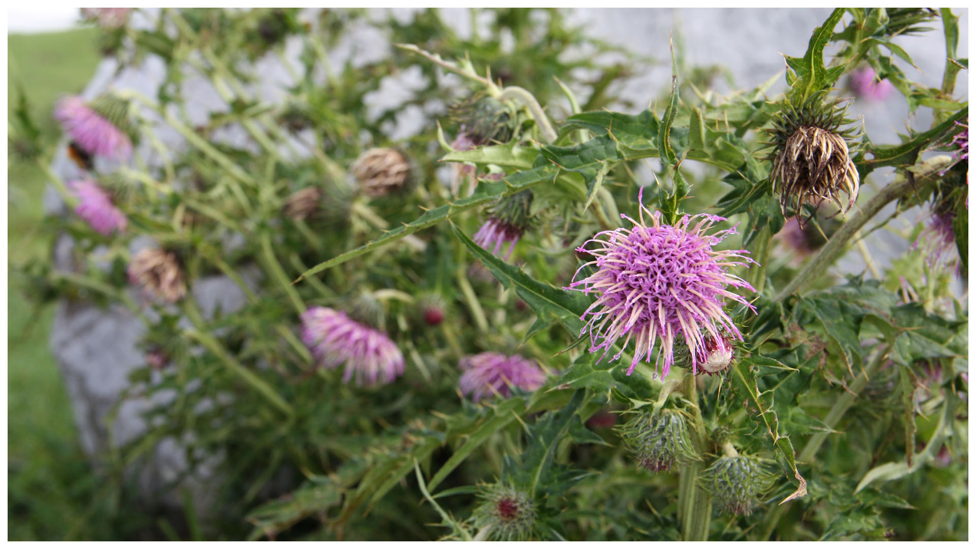 2ienloty81trim 2ienloty81trim