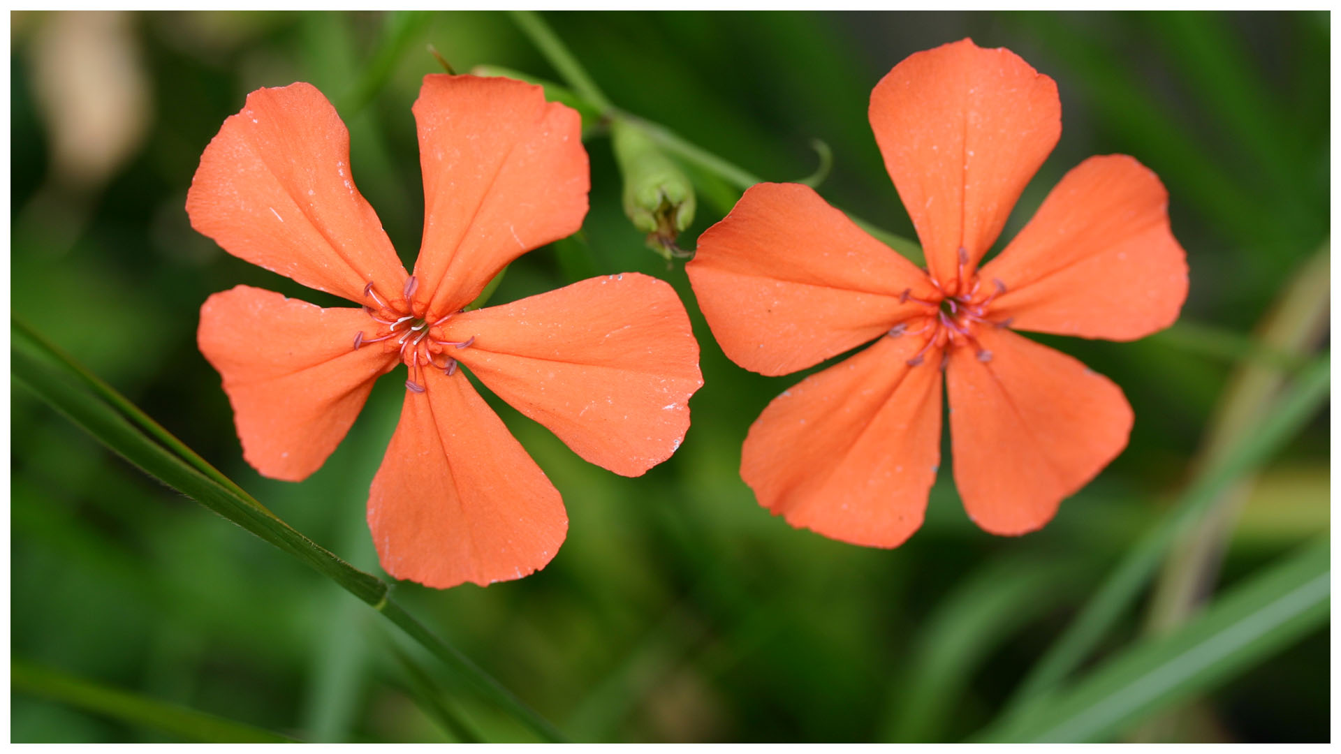 2ienloty81trim 2ienloty81trim