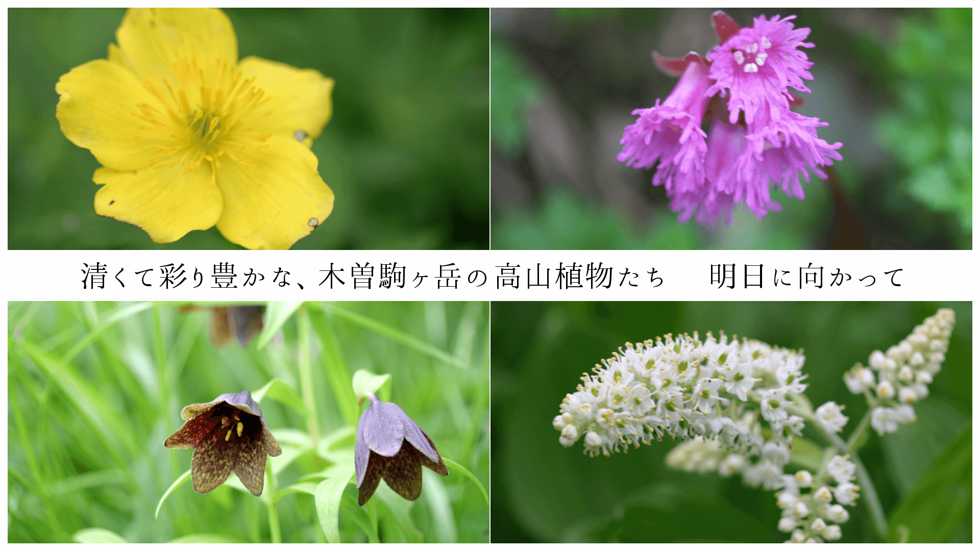 がんサバイバー クラブ 癒しの空間 がんサバイバー クラブ 癒しの空間