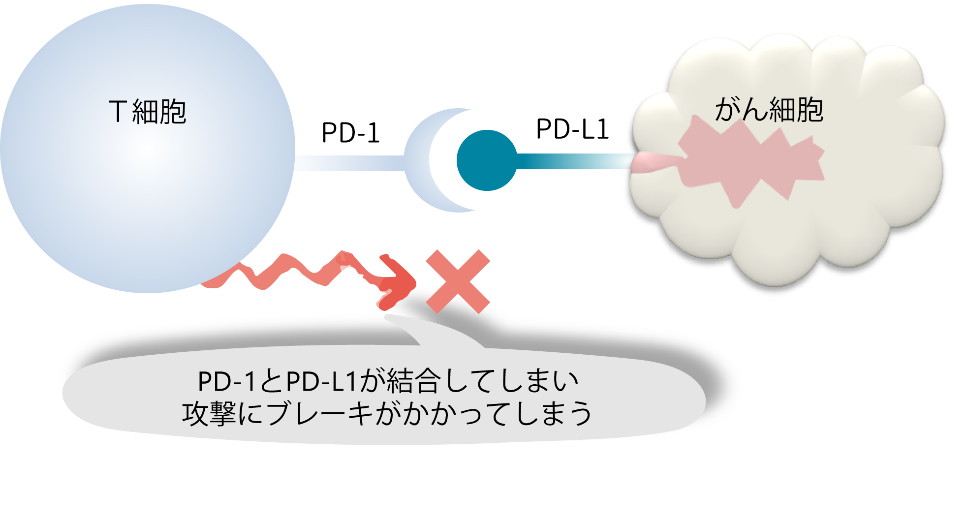 がんサバイバー クラブ 肺がん 長期共存の時代が見えてきた ステージ４で見つかっても