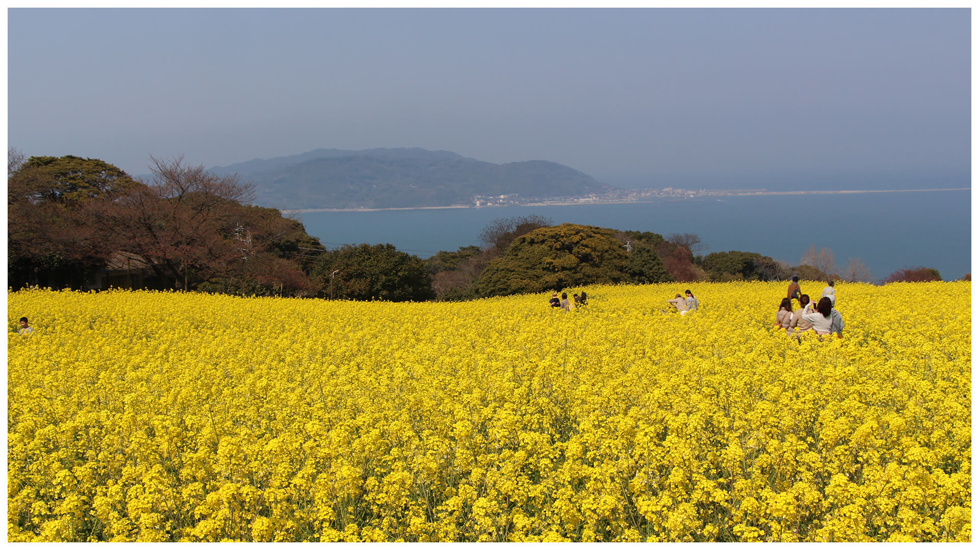 福岡・能古島の「ナノハナ畑」