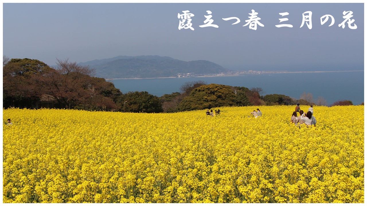 霞立つ春 三月の花
